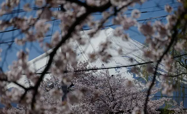 Mount Fuji is seen though cherry blossoms at Arakurayama Sengen Park on Wednesday, April 8, 2026, in Fujiyoshida, west of Tokyo. (AP Photo/Eugene Hoshiko)