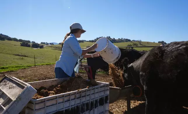 Alli Fender feeding her cattle spent grains that would otherwise go to a landfill. “The cows really enjoy it. It’s a great source of protein for them.” Photo courtesy of SDFoodies.