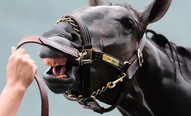 Kentucky Derby entrant Pavlovian gets a bath after a workout at Churchill Downs Tuesday, April 28, 2026, in Louisville, Ky. (AP Photo/Charlie Riedel)