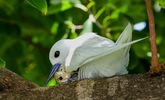 A white tern brooding a newly hatched chick while holding onto the last of the eggshell with her beak, Nov. 16, 2022, in Honolulu's Diamond Head area. (Melody Bentz via AP)