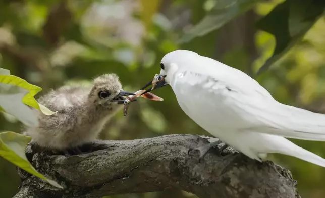 A white tern parent feeding her 3 week-old chick some squid on the University of Hawaii at Manoa campus, Jan. 18, 2022, in Honolulu. (Melody Bentz via AP)