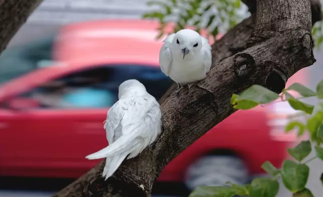 A white tern nesting pair incubating their egg outside an office building parking garage, March 15, 2019, in downtown Honolulu. (Melody Bentz via AP)