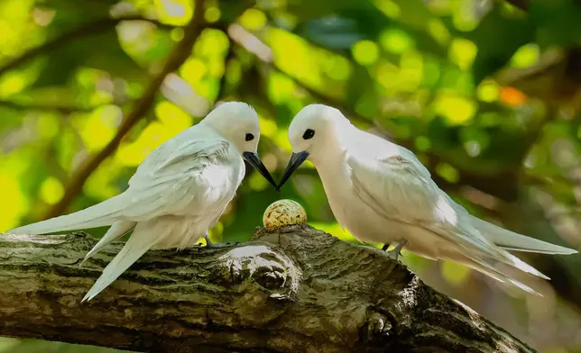 White tern parents looking at an egg holding their chick on the University of Hawaii at Manoa campus, Jan. 18, 2022, in Honolulu. (Melody Bentz via AP)