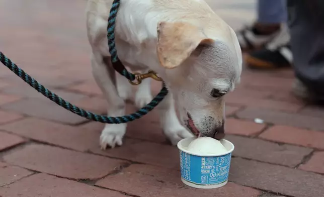 A dog named Pearl eats a serving of free ice cream outside the Ben and Jerry's scoop shop on Free Cone Day in Burlington, Vt., Tuesday, April 14, 2026. (AP Photo/Amanda Swinhart)