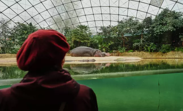 Monika Jansen, 85, looks to a hippo during a guided tour for people with dementia organized by Malteser Deutschland, part of the international Catholic aid organization Malteser Order of Malta, at the Zoo in Berlin, Germany, Thursday, March 26, 2026. (AP Photo/Markus Schreiber)