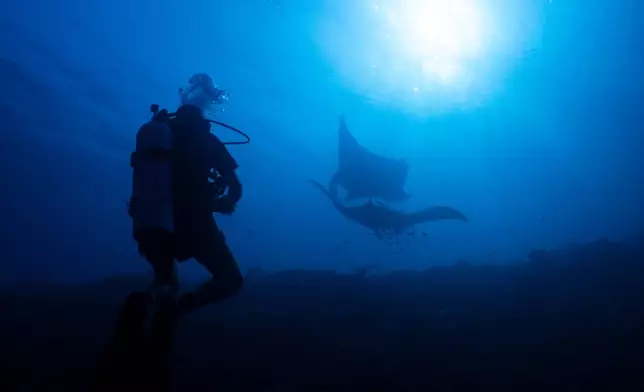A scuba diver watches oceanic mantas at the Manta Ridge dive site in Raja Ampat, Indonesia, Saturday, March 7, 2026. (AP Photo/Claudia Rosel)