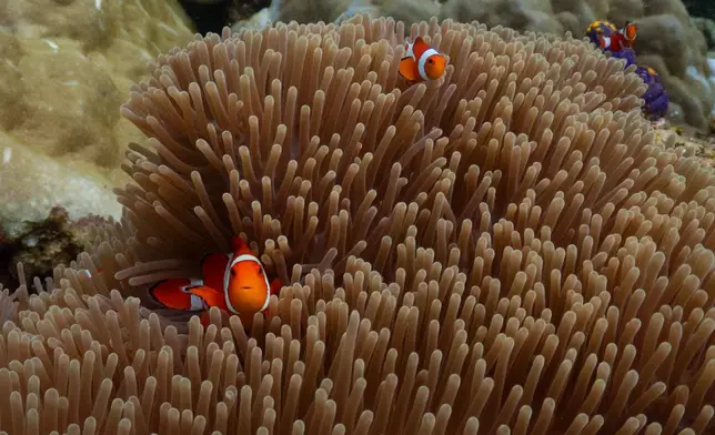 Clownfish swim among sea anemones at the Magic Mountain dive site in Raja Ampat, Indonesia, Wednesday, March 4, 2026. (AP Photo/Claudia Rosel)