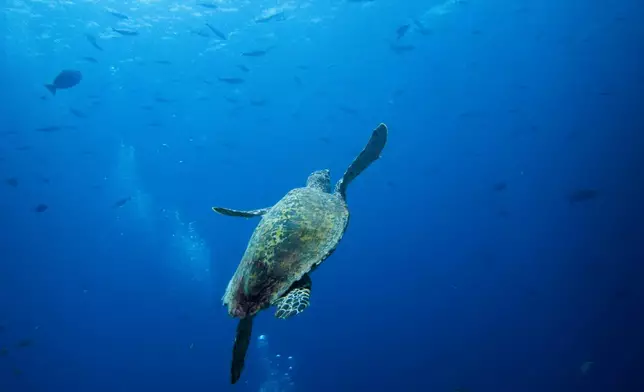 A sea turtle swims at the Mayhem Ridge dive site in Raja Ampat, Indonesia, Friday, March 6, 2026. (AP Photo/Claudia Rosel)