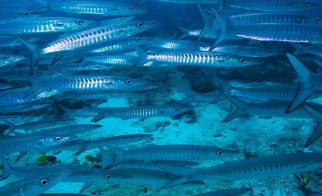 Barracudas swim at the Nudi Rock dive site in Raja Ampat, Indonesia, Monday, March 2, 2026. (AP Photo/Claudia Rosel)