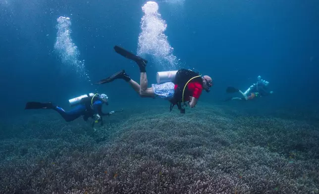 Scuba divers swim over coral at the Melissa Garden dive site in Raja Ampat, Indonesia, Thursday, March 5, 2026. (AP Photo/Claudia Rosel)