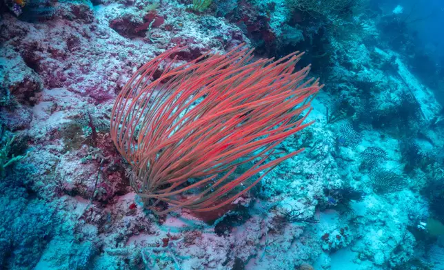 Soft coral is visible at the Gorgonian Wall dive site in Misool, Raja Ampat, Indonesia, Tuesday, March 3, 2026. (AP Photo/Claudia Rosel)