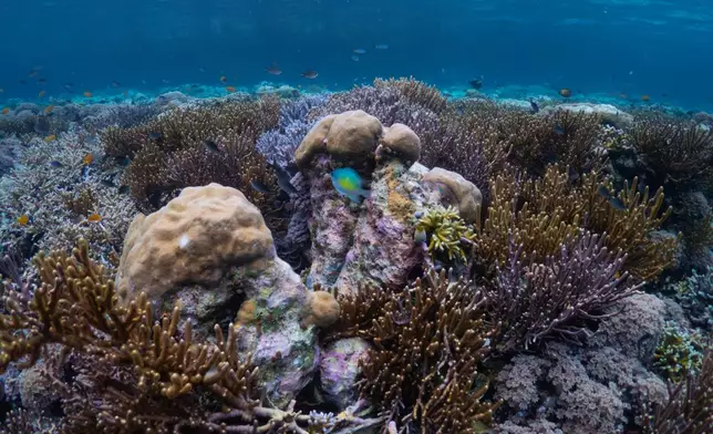 Fish swim near coral reef at the Gorgonian Wall dive site in Misool, Raja Ampat, Indonesia, Tuesday, March 3, 2026. (AP Photo/Claudia Rosel)