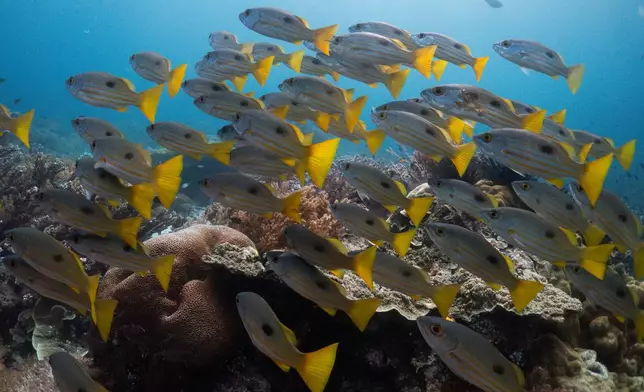 A school of yellow bigeye snapper fish swim at the Melissa Garden dive site in Raja Ampat, Indonesia, Thursday, March 5, 2026. (AP Photo/Claudia Rosel)