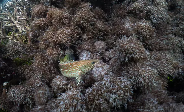 A slender grouper fish swims at the Melissa Garden dive site in Raja Ampat, Indonesia, Thursday, March 5, 2026. (AP Photo/Claudia Rosel)