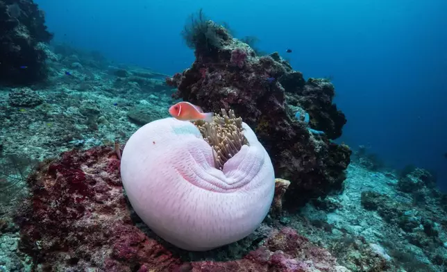 A clownfish swims near sea anemone at the Boo Windows dive site in Misool, Raja Ampat, Indonesia, Wednesday, March 4, 2026. (AP Photo/Claudia Rosel)