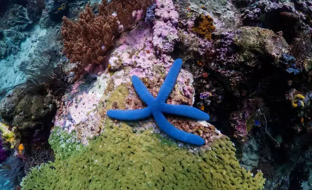 A starfish sits at the Kerno Channel dive site in Raja Ampat, Indonesia, Thursday, March 5, 2026. (AP Photo/Claudia Rosel)