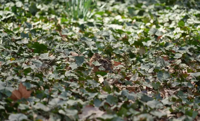 An American woodcock rests in a bed of ivy as it pauses along its spring migration route at Bryant Park in New York, Wednesday, April 8, 2026. (AP Photo/Emily Wang Fujiyama)