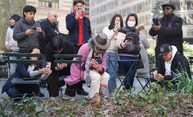 Visitors gather to take photos of an American woodcock as it pauses along its spring migration route at Bryant Park in New York, Wednesday, April 8, 2026. (AP Photo/Emily Wang Fujiyama)