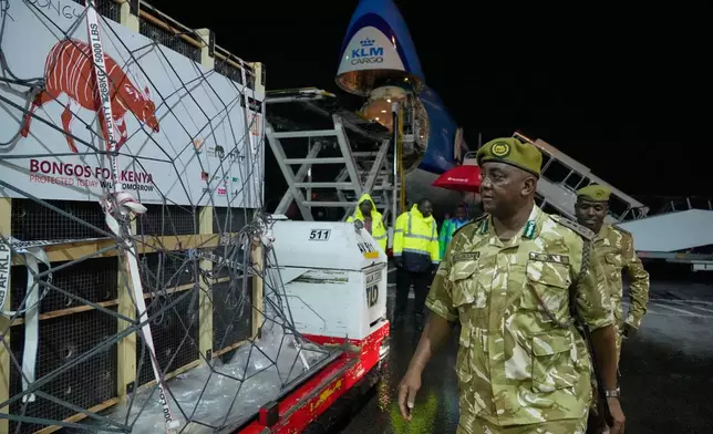 Kenya Wildlife Service personnel walk past four mountain bongos, a type of antelope, repatriated from the Czech Republic, upon arrival at Jomo Kenyatta International Airport in Nairobi, Kenya, Tuesday, April 28, 2026. (AP Photo/Brian Inganga) CORRECTION: Type corrected to antelope, instead of gazelle