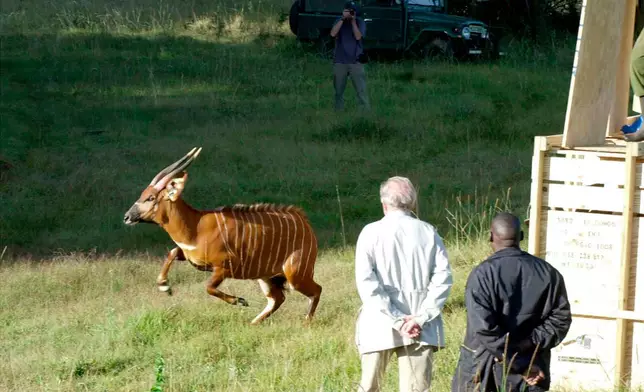 FILE - A rare mountain bongo leaps from a shipping crate after traveling from the United States to the slopes of Mountain Kenya, their natural habitat, on Jan. 30, 2004. (AP Photo/Chris Tomlinson, File)