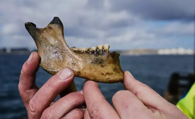 Morten Johansen, head of maritime archaeology at Denmark's Viking Ship Museum, shows part of a human lower jawbone recovered from the wreck of Danish flagship "Dannebroge" that sank during the Battle of Copenhagen in 1801, in Copenhagen, Denmark, Tuesday, March 31, 2026. (AP Photo/James Brooks)