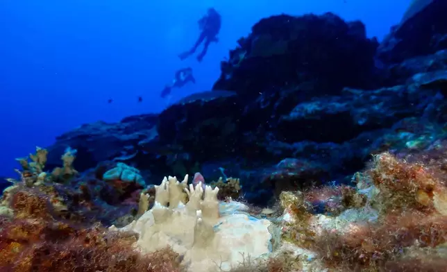 FILE - Bleached coral is visible at the Flower Garden Banks National Marine Sanctuary, off the coast of Galveston, Texas, in the Gulf of Mexico, Sept. 16, 2023. (AP Photo/LM Otero, File)