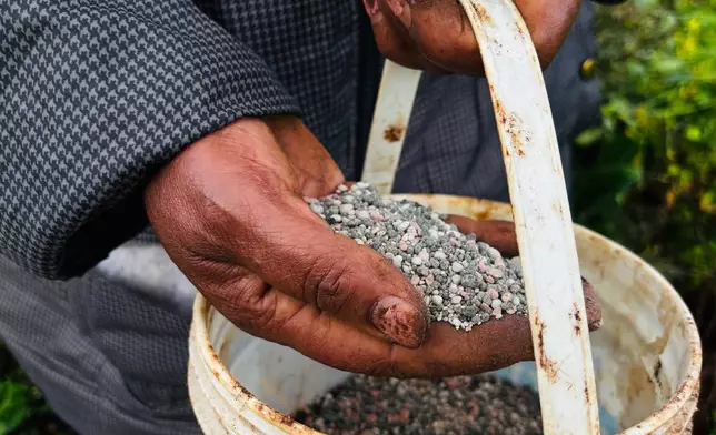 FILE - A farmer applies fertilizer to her land in Limuru, Kenya, March 25, 2026. (AP Photo/Jackson Njehia, File)