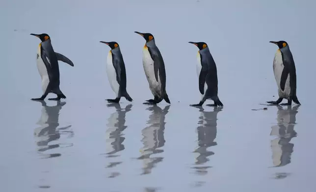 King penguins walk along the shore at Volunteer Point on the Falkland Islands, known also as Islas Malvinas, Thursday, March 19, 2026. (AP Photo/Ricardo Mazalan)
