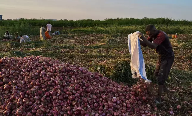 A farmer collects onions after harvest in Omdurman, Sudan, Saturday, April 25, 2026.(AP Photo/Bernat Armangue)