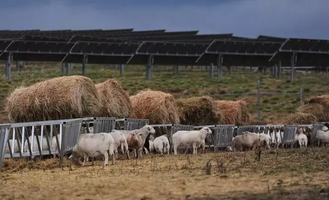 Sheep feed near solar panels at a farm Wednesday, Jan. 14, 2026, in Lancaster, Ky. (AP Photo/Joshua A. Bickel)