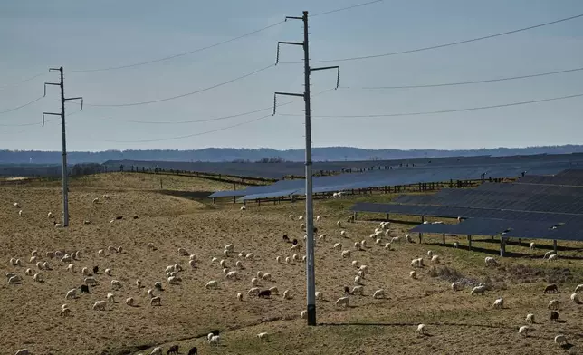 Power lines run through a field where sheep graze near solar panels Friday, Feb. 20, 2026, at a farm in Lancaster, Ky. (AP Photo/Joshua A. Bickel)