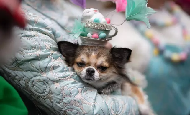 A chihuahua dog named Bianca wears a hat during the Easter Bonnet Parade on Fifth Avenue, Sunday, April 5, 2026, in New York. (AP Photo/Adam Gray)