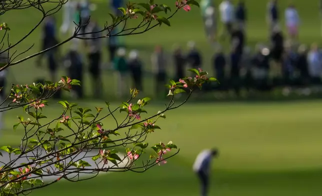 Justin Thomas hits from the fairway if front of the pink dogwood tree on the second hole during a practice round ahead of the Masters golf tournament at the Augusta National Golf Club, Wednesday, April 8, 2026, in Augusta, Ga. (AP Photo/Matt Slocum)