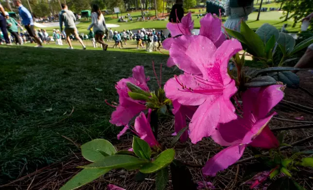 Patrons walks past azaleas on the 16th hole during a practice round ahead of the Masters golf tournament at the Augusta National Golf Club, Wednesday, April 8, 2026, in Augusta, Ga. (AP Photo/David J. Phillip)