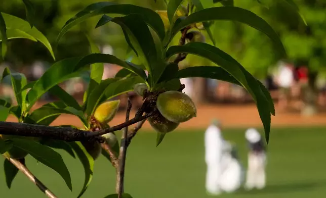 Flowering peach tree is seen on the third hole during a practice round ahead of the Masters golf tournament at the Augusta National Golf Club, Wednesday, April 8, 2026, in Augusta, Ga. (AP Photo/David J. Phillip)