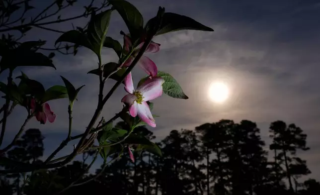 Pink dogwood blooms right of the second fairway are seen during a practice round ahead of the Masters golf tournament at the Augusta National Golf Club, Wednesday, April 8, 2026, in Augusta, Ga. (AP Photo/Matt Slocum)
