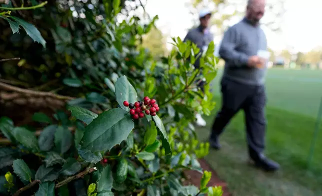 Patrons walk past a holly bush on the 18th hole during a practice round ahead of the Masters golf tournament at the Augusta National Golf Club, Wednesday, April 8, 2026, in Augusta, Ga. (AP Photo/Ashley Landis)