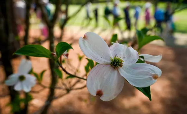 Patrons walk past a white dogwoods on the 11th hole during a practice round ahead of the Masters golf tournament at the Augusta National Golf Club, Wednesday, April 8, 2026, in Augusta, Ga. (AP Photo/Eric Gay)