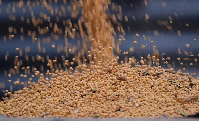 Soybeans from last year's harvest are loaded into a truck at Doug Bartek's farm near Wahoo, Neb., on Monday, April 6, 2026. (AP Photo/Charlie Riedel)