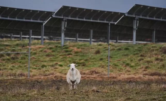 A sheep stands in front of solar panels on a farm Wednesday, Jan. 14, 2026, in Lancaster, Ky. (AP Photo/Joshua A. Bickel)