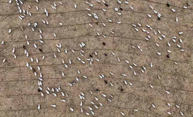 Sheep graze at a farm Wednesday, Jan. 14, 2026, in Lancaster, Ky. (AP Photo/Joshua A. Bickel)