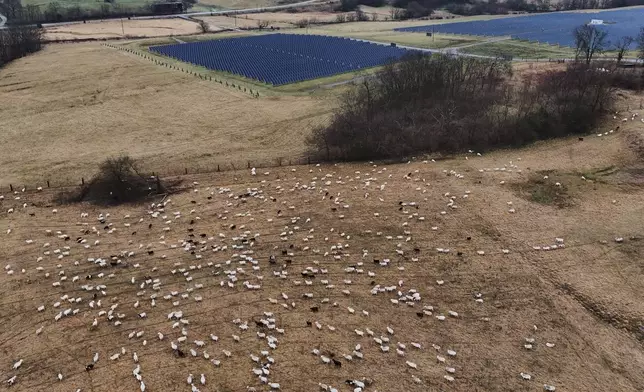 Sheep graze near solar panels Wednesday, Jan. 14, 2026, at a farm in Lancaster, Ky. (AP Photo/Joshua A. Bickel)