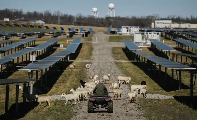 Daniel Bell drives between solar panels and his sheep flock Friday, Feb. 20, 2026, at a farm in Lancaster, Ky. (AP Photo/Joshua A. Bickel)