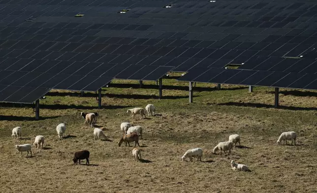 Sheep graze near solar panels Friday, Feb. 20, 2026, at a farm in Lancaster, Ky. (AP Photo/Joshua A. Bickel)