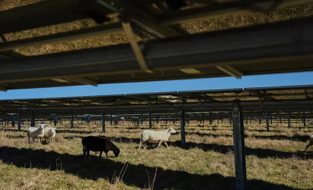Sheep walk under solar panels Friday, Feb. 20, 2026, at a farm in Lancaster, Ky. (AP Photo/Joshua A. Bickel)