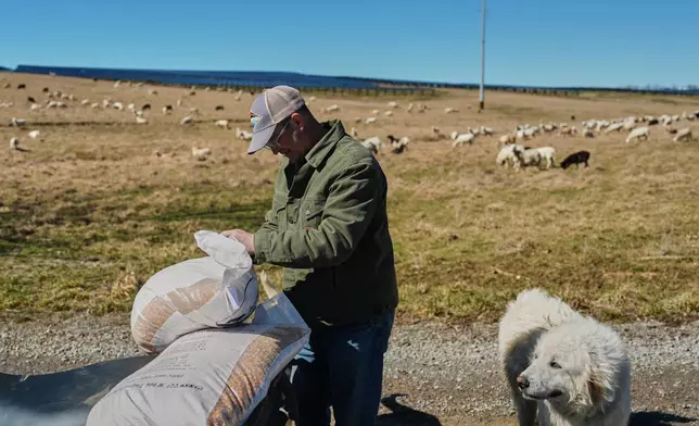 Daniel Bell opens a bag of feed as he prepares to move sheep into a nearby field Friday, Feb. 20, 2026, at a farm in Lancaster, Ky. (AP Photo/Joshua A. Bickel)