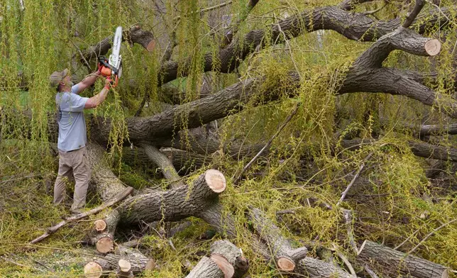 Jim Harbors helps clear downed trees that were toppled during severe overnight storms, Tuesday, April 14, 2026, in Deforest, Wis. (AP Photo/Jon Elswick)