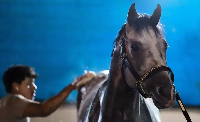Kentucky Derby entrant Fulleffort gets a bath after a workout at Churchill Downs Monday, April 27, 2026, in Louisville, Ky. (AP Photo/Charlie Riedel)