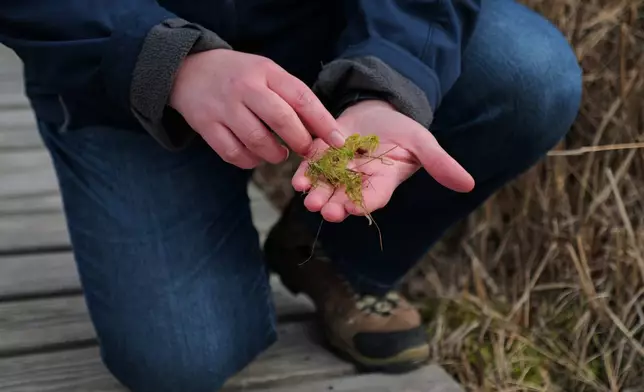 Kim Snyder, an education coordinator at Mass Audubon, a conservation organization, shows sphagnum moss growing at Tidmarsh Wildlife Sanctuary in Plymouth, Mass., Thursday, March 19, 2026. (Julia Vaz/MIT Graduate Program in Science Writing via AP)