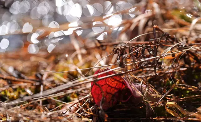 A native pitcher plant grows in a wetland on a former cranberry farm at Tidmarsh Wildlife Sanctuary, Saturday, March 14, 2026, in Plymouth, Mass. (Jamie Jiang/MIT Graduate Program in Science Writing via AP)